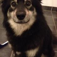 Finsk lapphund Sia