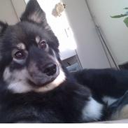 Finsk lapphund Sia
