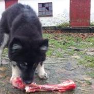 Finsk lapphund Sia