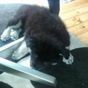 Finsk lapphund Sia