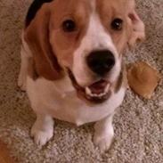 Beagle Bailey