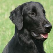 Flat coated retriever Tanima Flatcoats - Catch A Wave "Homer"