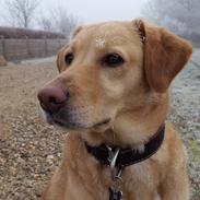 Labrador retriever Ziggi