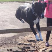 Blanding af racer Yang