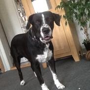 Blanding af racer Yang