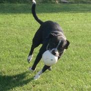 Blanding af racer Yang