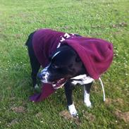 Blanding af racer Yang