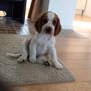 Welsh springer spaniel Kiwi "Big picture"