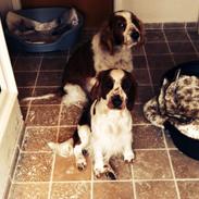 Welsh springer spaniel Kiwi "Big picture"