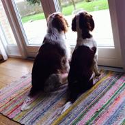 Welsh springer spaniel Kiwi "Big picture"