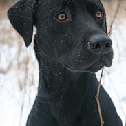 Labrador retriever Maxjans Niko