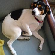 Dansk svensk gaardhund Mimi