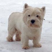 West highland white terrier Audi