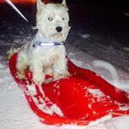 West highland white terrier Audi