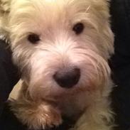 West highland white terrier Audi