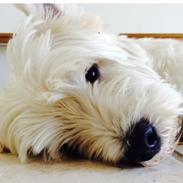 West highland white terrier Audi