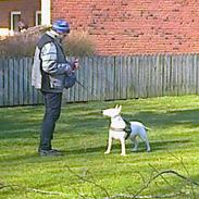 Bullterrier miniature Lulu