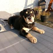 Blanding af racer mollie