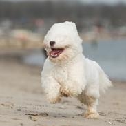 Coton de tulear Napoleon Louis