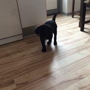 Blanding af racer Tikko