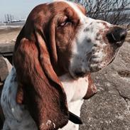 Basset hound Ivan