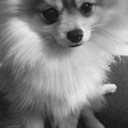 Pomeranian Topsy´s Tino