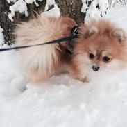 Pomeranian Topsy´s Tino