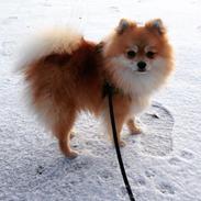 Pomeranian Topsy´s Tino