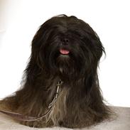 Lhasa apso Storm Royal's Prince Charming