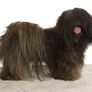 Lhasa apso Storm Royal's Prince Charming