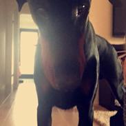 Dobermann Arthur