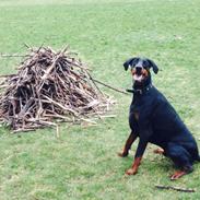 Dobermann Arthur