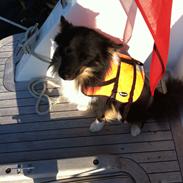 Islandsk fårehund Karlo