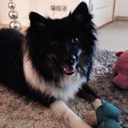 Islandsk fårehund Karlo