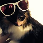 Islandsk fårehund Karlo