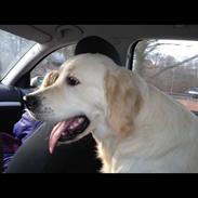 Golden retriever Victor Farmer Hills