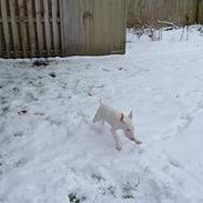 Bullterrier Bumle