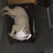 Bullterrier Bumle