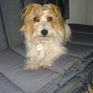 Jack russell terrier Eddie