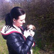 Shih tzu Alma