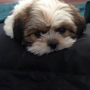 Shih tzu Alma