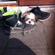 Shih tzu Alma