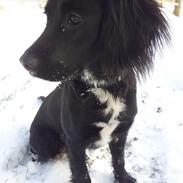 Blanding af racer Luca