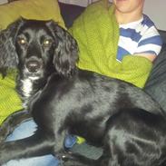 Blanding af racer Luca