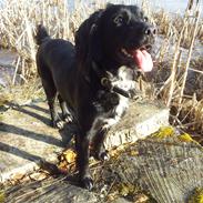 Blanding af racer Luca