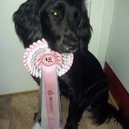 Blanding af racer Luca