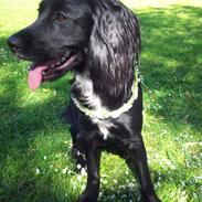 Blanding af racer Luca