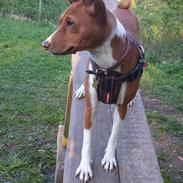 Basenji Molly