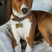 Basenji Molly