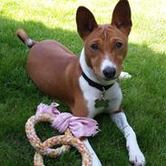 Basenji Molly